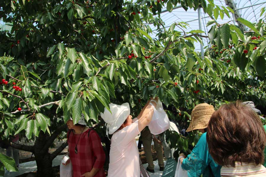 shougai_1 サクランボ狩り