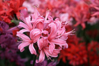 ガーデニング講座のお知らせ